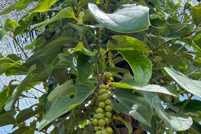 Kampot To Country Side Tour La plantation Pepper With Sunset