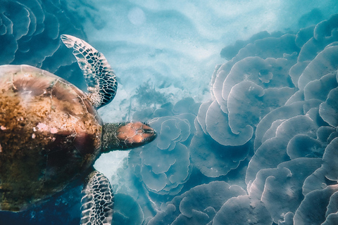 جزيرة ماجنتيك: جولة اكتشاف الغوصالجزيرة المغناطيسية: جولة اكتشاف الغطس