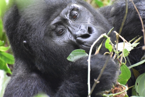 Bwindi Forest: Gorilla fly-in tour with Batwa Experience Premium Lodges upgrade