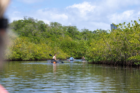Miami: Clear Kayak Eco Tour with Guide and Wildlife