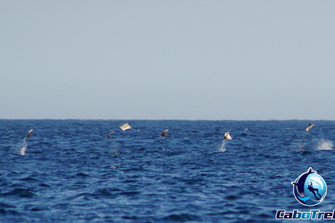 Safari z rurką Mobula RayPrywatne safari z rurką Mobula Ray