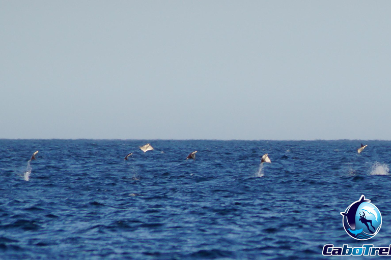 Safari z rurką Mobula RayPrywatne safari z rurką Mobula Ray