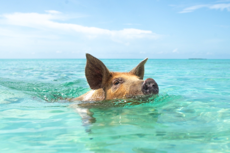 Encuentro con cerdos nadadores - ¡Los cerdos no pueden volar, pero nadan!