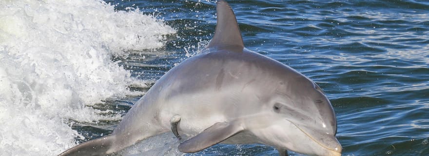 Aventure océanique et safari dauphins à Noosa