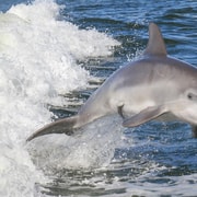 Noosa Ocean Adventure & Dolphin Safari