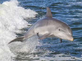 Noosa Ocean Adventure & Dolphin Safari.