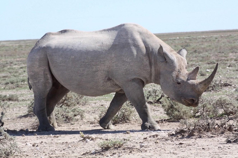 Parque Nacional de Etosha e excursão a Swakopmund