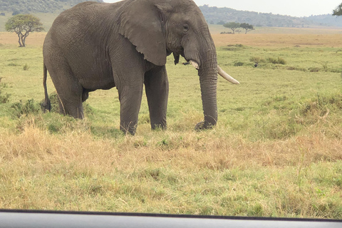 Viaggio di un giorno da Nairobi a Maasai Mara - AWNairobi: Escursione di un giorno nella Riserva Nazionale di Maasai Mara - Privato