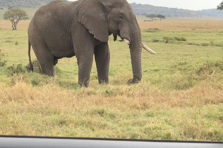 Viaggio di un giorno da Nairobi a Maasai Mara - AWNairobi: Escursione di un giorno nella Riserva Nazionale di Maasai Mara - Privato