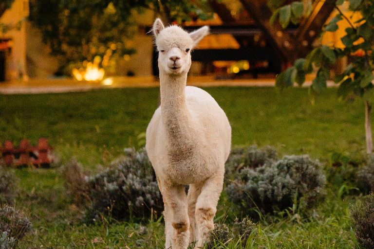 Branesti: Actividades con alpacas en el Retiro de la Tribu de las Alpacas