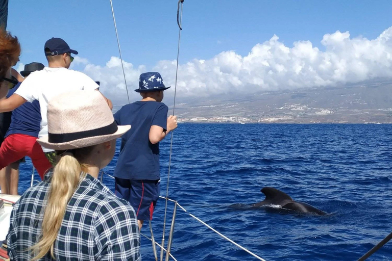 Boat Trip: Dolphin & Whale Watching Sailing Tour 11 Pax Max Boat Trip: Dolphin & Whale Watching Sailing Tour 11 Pax Max
