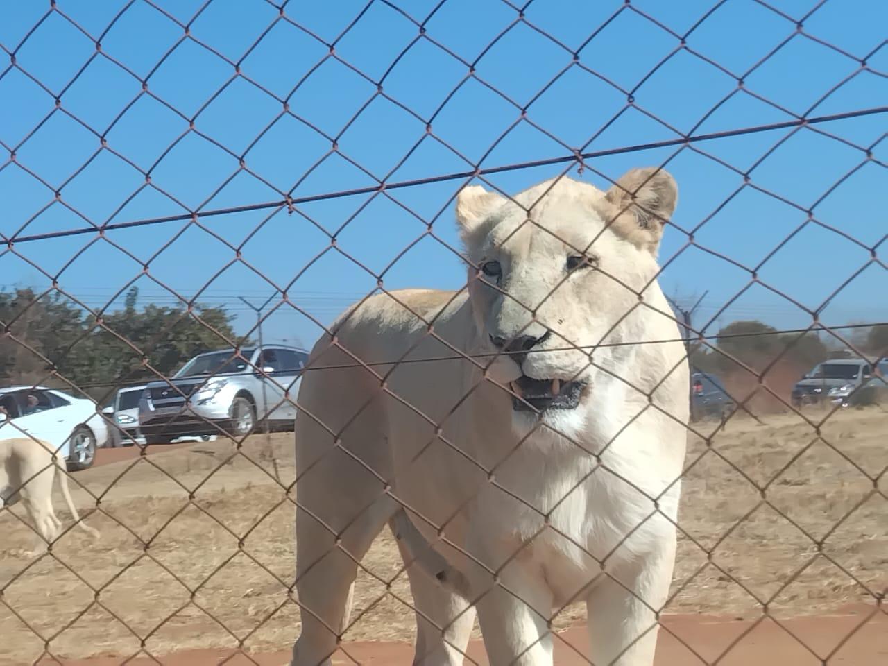 Johannesburg: Bothongo Rhino & Lion Nature Reserve Eintritt
