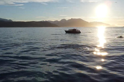 Skjervøy : Excursion en bateau chauffé pour l&#039;observation des orques et des baleines
