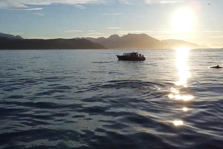 Skjervøy : Excursion en bateau chauffé pour l&#039;observation des orques et des baleines
