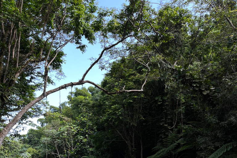 Excursion à El Yunque, rivière et toboggans aquatiques