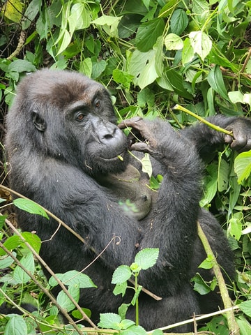 A Day Trip to Gorillas Trekking in Rwanda