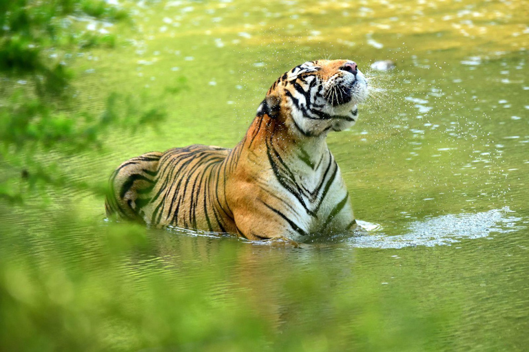 Da Delhi: 5 giorni di Triangolo d&#039;Oro, Safari e Santuario degli UccelliHotel a 3 stelle + Guida in diretta + Auto AC