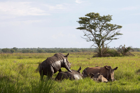From Kampala: Ziwa Rhino Sanctuary Trek with Lunch