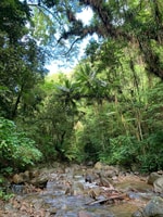 Hiking in the rainforest - Housity