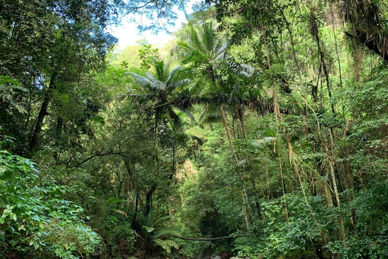 Randonnée dans la forêt tropicale