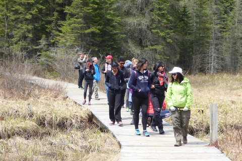 Vandring i Algonquinparken: Äventyrstur från TorontoVandring i Algonquin Park