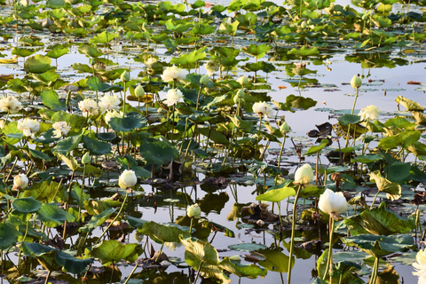 Targ Maeklong, tajemnice namorzynów, podróż inspirowana lotosem