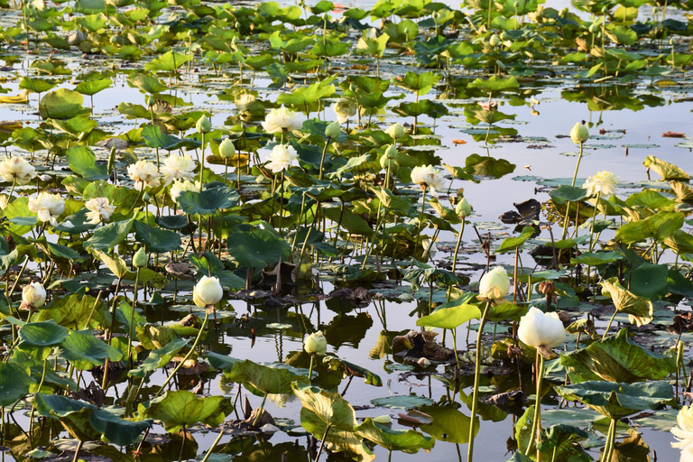 Targ Maeklong, tajemnice namorzynów, podróż inspirowana lotosem