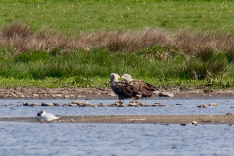 Maj 2025 Dania: Birding Tour z Skagen Fuglefestival