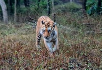 Khajurahoから、Tiger Safariとの終日観光ツアー - Housity