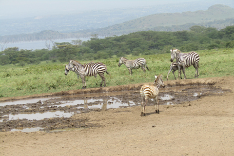 De Nairobi: Viagem de 1 dia ao Parque Nacional do Lago Nakuru