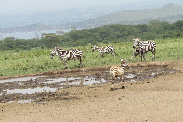 From Nairobi: Lake Nakuru National Park Day Trip Nakuru Day Trip Group Joining