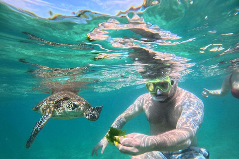 Galle snorkling experience with Turtles and marine life