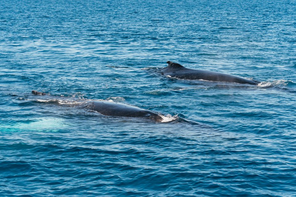 Hervey Bay: Exclusive Whale Watch Encounter | GetYourGuide
