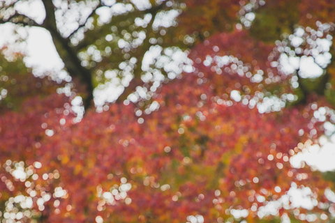 Osaka: Osaka /Nara Customize Day Trip With English Speaking.