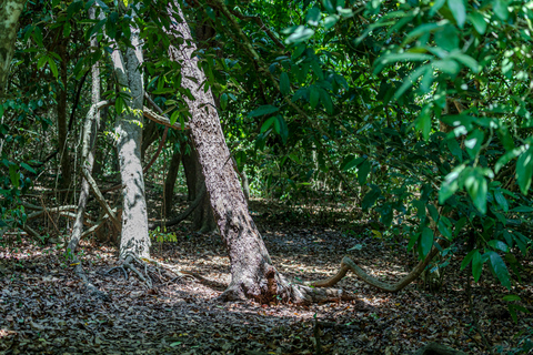 Exploring Nature's Treasures: A Private Day Trip in Diani Exploring Nature's Treasures: A Day Trip in Diani