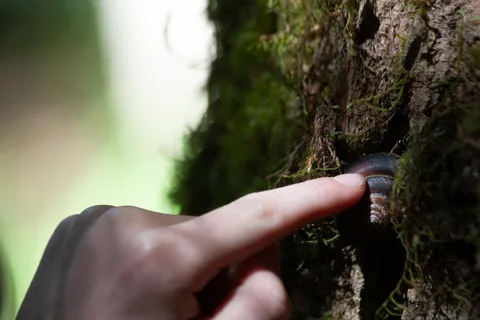 Whistler: Forest Walk, Tour for Families