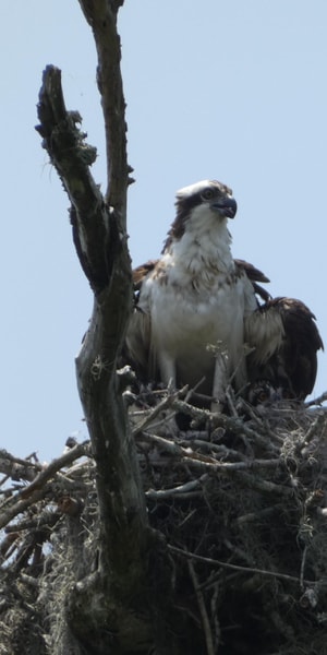 Suitetrails - Orlando, Small Group Scenic Wekiva River Kayak Tour