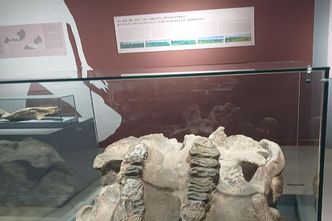 Addis Ababa: National Museum Guided Tour with Lucy Fossil