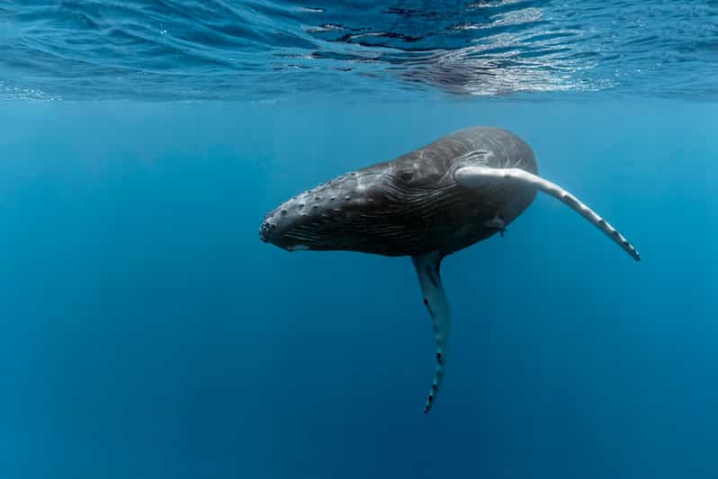 Marino Ballena National Park: Whale Watching In Uvita