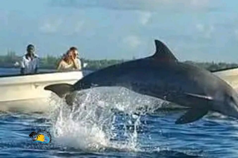 Zanzibar: Excursão aos golfinhos de Kizimkazi com natação e snorkeling