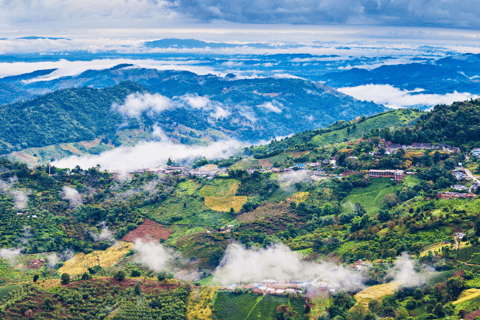 Chiang Mai: Tour delle piantagioni di tè di Chiang Rai e Doi Mae Salong