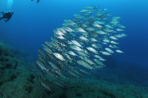 Creta: Experiencia de Buceo Guiado en Chania para Buceadores Certificados