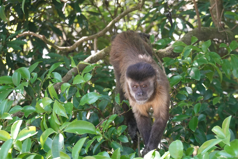 São Paulo: Pico Jaraguá – Spaziergang durch den RegenwaldSão Paulo: Wanderung durch den Regenwald am Pico Jaraguá