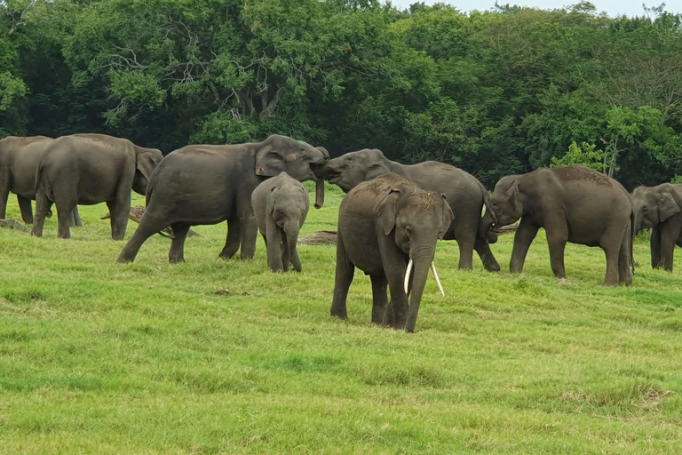Minneriya National Park Jeep Safari - All Fees Included Minneriya NP Private Safari - Jeep & Entry fee- All included
