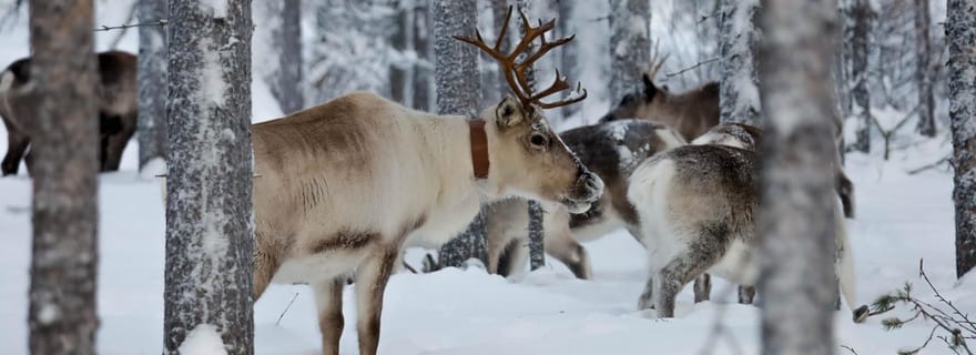 Oulu : rennes et arbres de Noël