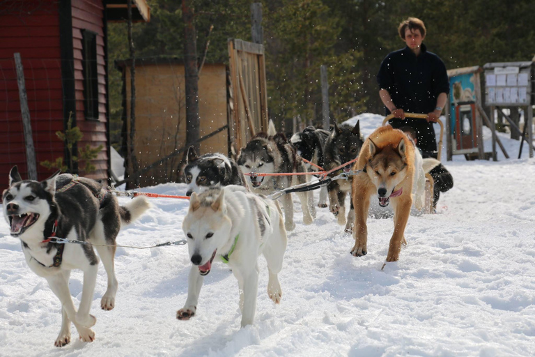 Sirkka: 1,5 km familjevänlig Husky-slädåkning