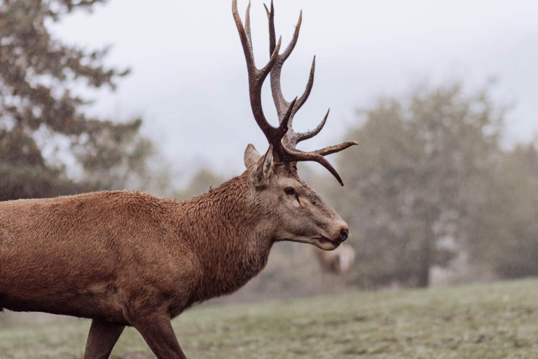 From Split: Magical Plitvice Lakes and Hidden Deer Ranch