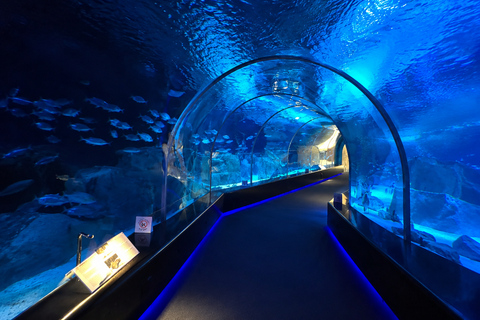 Doha Visit Hamad Port Aquarium- Museum with Private Transfer