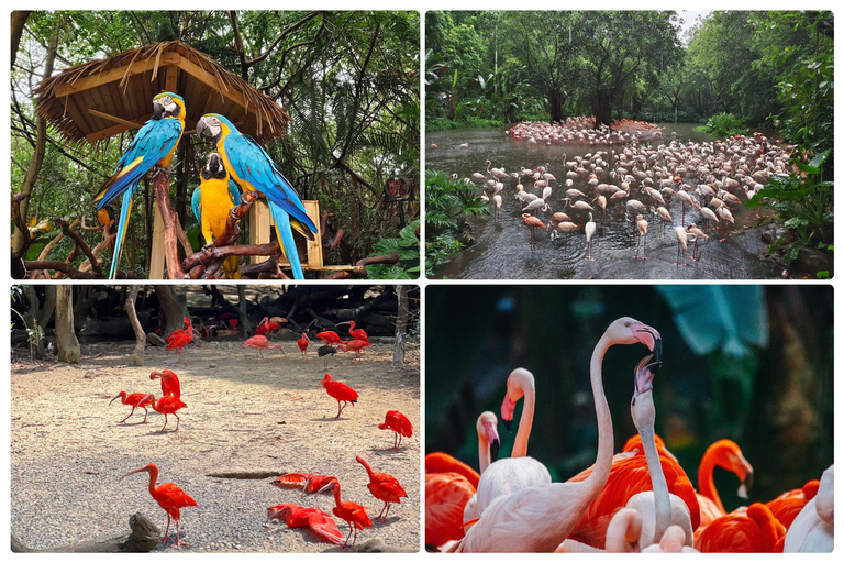 Guangzhou Chimelong: Safari Park/Paradise（Optional Day Tour） Chimelong Paradise – Adult
