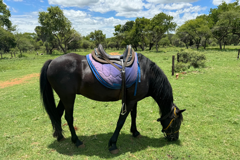 Au départ de Johannesburg : Safari à cheval